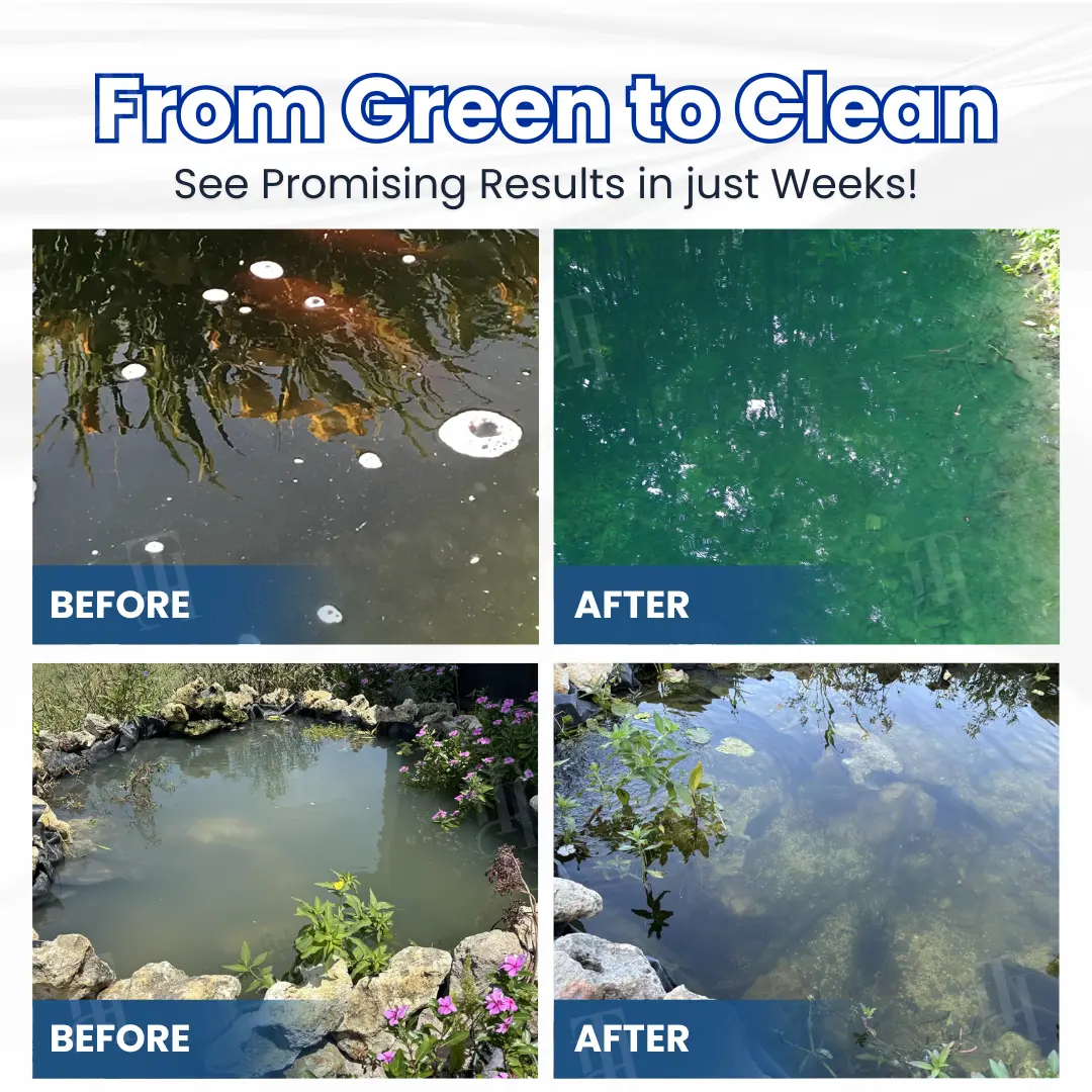 🔥Last Day 50% OFF Alisanda® ClearWater Rescue Formula🐟 From Swampy Green to Crystal Clear – Without the Chemicals